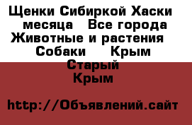 Щенки Сибиркой Хаски 2 месяца - Все города Животные и растения » Собаки   . Крым,Старый Крым